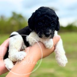 Gouda - White - Black and white female Bernedoodle puppy in Rockwall, Texas from Glory Doodles