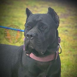 Guenhwyvar AKA Guen - Black female Cane Corso puppy in Stilwell, Oklahoma from Killing Joke Kennels
