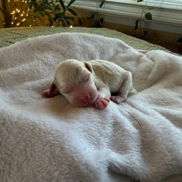 Francesca - Parti female Goldendoodle puppy in Barstow, California from Golden Desert Doodles