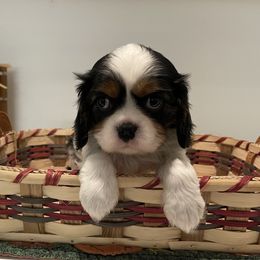 Cavalier King Charles Spaniel Puppies from Ridgefield Cavaliers