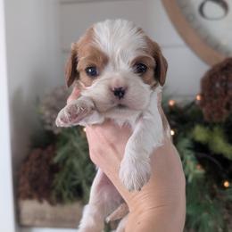 Macie - Blenheim female Cavalier King Charles Spaniel puppy in Stevens, Pennsylvania from Jodi's Cavalier King Charles Spaniels and Cavapoos