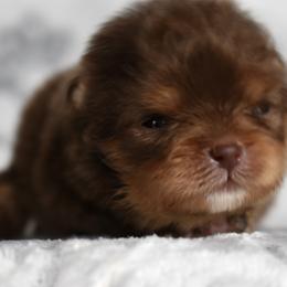 Mufasa - Chocolate and tan male Pomeranian puppy in Westminster, Colorado from VanityPom’s