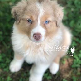 Australian Shepherd Puppies from Davishire Australian Shepherds