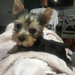 Pomeranian and Yorkshire Terrier Puppies from Coulter Creek Kennels