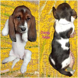 Basset Hound Puppies from Dream Hounds of Michigan
