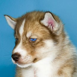 Ocean - Red and white male Siberian Husky puppy in Knoxville, Tennessee from The Siberian Empire