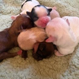 Shih Tzu puppies from Jenkins Tzu and Poo’s