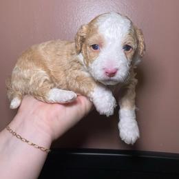 Sienna - Yellow and white female Bernedoodle puppy in Port Saint Lucie, Florida from Eastside Paws LLC