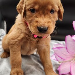 Golden Retriever Puppies from Soda Springs Kennel