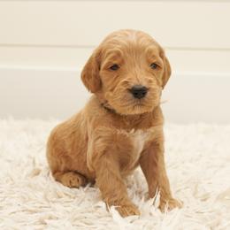 Scar - Black collar - Apricot male Goldendoodle puppy in Arlington, Washington from Anderson Goldendoodles