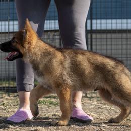 German Shepherd Puppies from vom Gannett