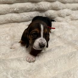 Basset Hound Puppies from CK Beagles & Bassets