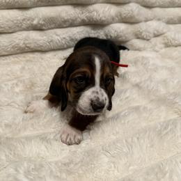Basset Hound Puppies from CK Beagles & Bassets