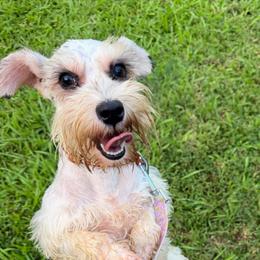 LG - Miniature Schnauzer