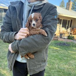 Charlotte - Apricot female Cavapoo puppy in Yacolt, Washington from Olga's Cavapoo