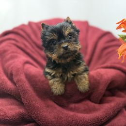 Emberly - Black and tan female Yorkshire Terrier puppy in Daleville, Indiana from Monarch Yorkshire Terriers
