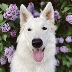 Berger Blanc Suisses from Nordic Dreams White Shepherds