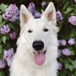 Berger Blanc Suisses from Nordic Dreams White Shepherds