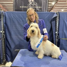 Brad - Petit Basset Griffon Vendeen