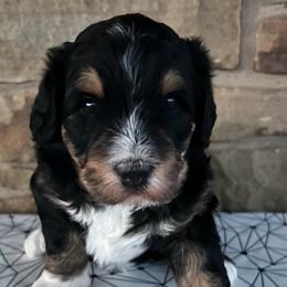 Kissy - Tri-color female Bernedoodle puppy in San Saba, Texas from Bluemoon Bernedoodles