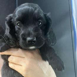Shamu - Black female Dachshund puppy in Bigfork, Minnesota from Dachshunds Up North
