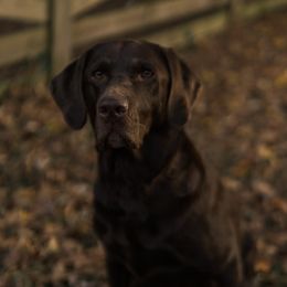 Delli - Labrador Retriever