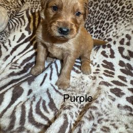 Purple girl - Dark golden female Golden Retriever puppy in Buchanan, Georgia from Morgan’s Heart of Gold Retrievers