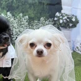 Chihuahuas from Tiny Paw Stars LLC