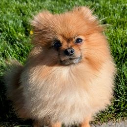 Slim Shady - Pomeranian