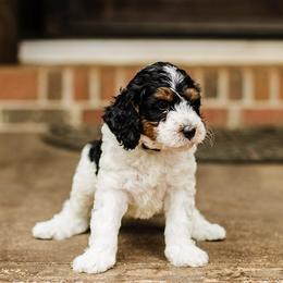 Black Collar Male - Tri-color male Bernedoodle puppy in Inman, South Carolina from Grace Filled Golden’s