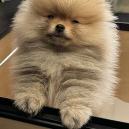 Keeshond and Pomeranian Puppies from Mary Schooner