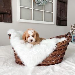 Bernedoodle and Cavapoo Puppies from Wonderful World Doodles