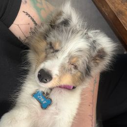 Jynx - Shetland Sheepdog
