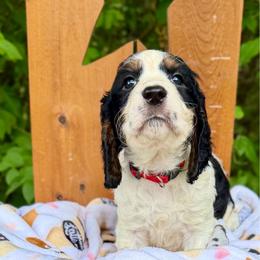 July - Black white and tan male English Springer Spaniel puppy in Madison, Indiana from McCollough's Pawsome Spaniels and Danny's Delightful Dachshunds