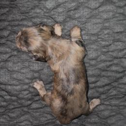 GIRL1 DO NOT SUBMIT APPLICATION UNLESS SERIOUS - Dapple female Dachshund puppy in Wisconsin from Sabe and Shabe’s Doxies