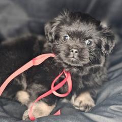 Cocoa Bean - Black and tan male Tibetan Spaniel puppy in Vancouver, Washington from Trillium Tibetan Spaniels