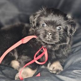 Cocoa Bean - Black and tan male Tibetan Spaniel puppy in Vancouver, Washington from Trillium Tibetan Spaniels