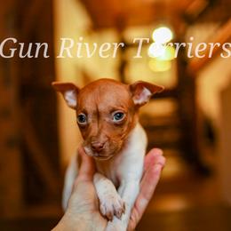 Sable girl 1 - Red white and sable female Rat Terrier puppy in Allegan, Michigan from Gun River Terriers