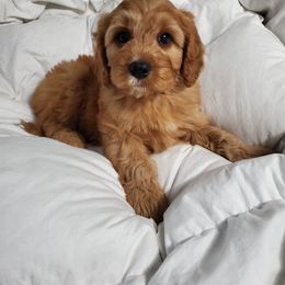 Cavapoo, Maltipoo, and Poodle Puppies from My Sweet Poodles and Doodles