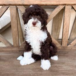 Denver - Brown and white male Aussiedoodle puppy in Allen, Texas from Calena’s Doodles