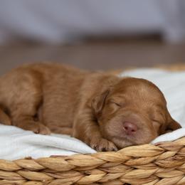 French Fry - Caramel red male Australian Labradoodle puppy in Belding, Michigan from Rutu Australian Labradoodles