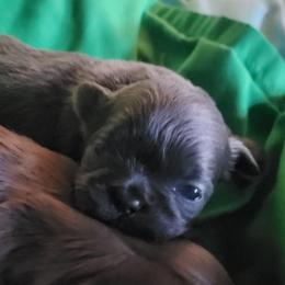 Keenko - Lilac male Shih Tzu puppy in Newport, Arkansas from Gina's Lil Zues and Yorkies Kennel