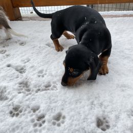 Dachshund Puppies from Triple L Dachshunds