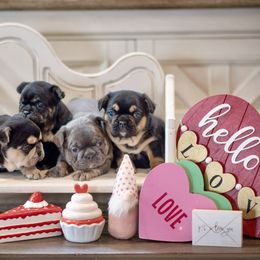 French Bulldog Puppies from Mt Olympus Kennel Club USA