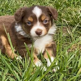 Miniature Australian Shepherds and Toy Australian Shepherds from HighEnd Aussies