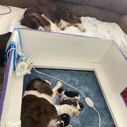 English Springer Spaniel Puppies from Ivy Hill English Springer Spaniels