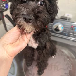 Bashful 🩵 - Black Yorkipoo puppy in Apple Valley, California from Boujeepups