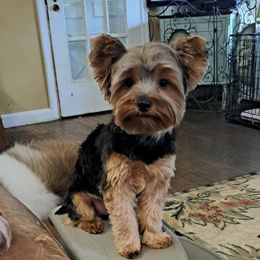 Adi - Yorkshire Terrier