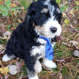 Bernedoodle, Goldendoodle, and Poodle Puppies from Granton Creek