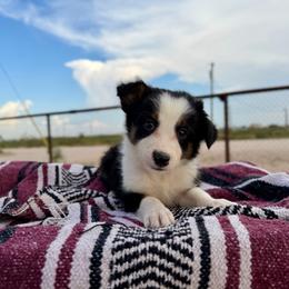 Chaos - Tri-color male Border Collie puppy in Odessa, Texas from High Velocity Stockdogs